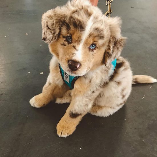 Jasper